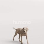 Humano_Posed_2711-001-Dog_01_LOD0_Main_0001