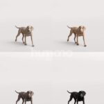 Humano_Posed_2711-001-Dog_01_LOD0_Main_0001_Combine-1.jpg