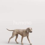 Humano_Posed_2711-001-Dog_01_LOD0_Main_0002.jpg