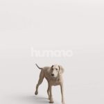 Humano_Posed_2711-001-Dog_01_LOD0_Main_0003.jpg