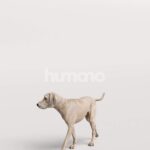 Humano_Posed_2711-001-Dog_01_LOD0_Main_0005.jpg