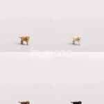 Humano_Posed_2711-002-Dog_01_LOD0_Main_0001_Combine-1.jpg