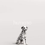 Humano_Posed_2711-003-Dog_01_LOD0_Main_0002.jpg