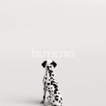 Humano_Posed_2711-003-Dog_01_LOD0_Main_0004.jpg