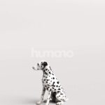 Humano_Posed_2711-003-Dog_01_LOD0_Main_0005.jpg