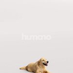 Humano_Posed_2711-005-Dog_01_LOD0_Main_0001