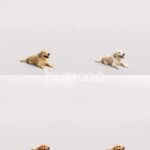 Humano_Posed_2711-005-Dog_01_LOD0_Main_0001_Combine-1.jpg