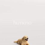 Humano_Posed_2711-005-Dog_01_LOD0_Main_0003.jpg