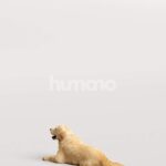 Humano_Posed_2711-005-Dog_01_LOD0_Main_0004.jpg