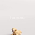 Humano_Posed_2711-005-Dog_01_LOD0_Main_0005.jpg