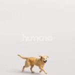 Humano_Posed_2711-006-Dog_01_LOD0_Main_0002