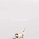 Humano_Posed_2711-007-Dog_01_LOD0_Main_0005
