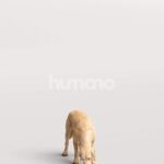 Humano_Posed_2711-008-Dog_01_LOD0_Main_0001