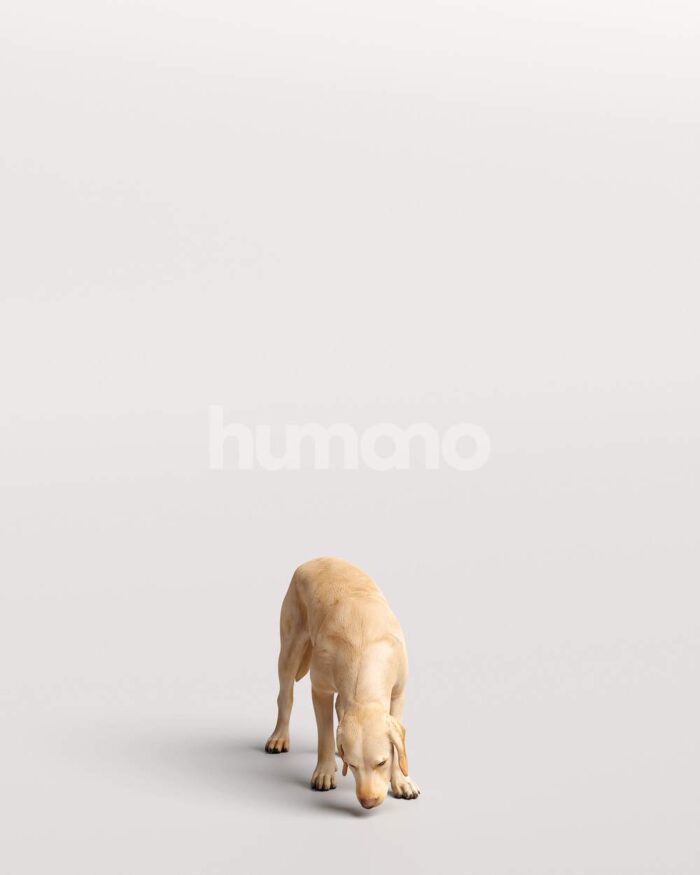 Humano_Posed_2711-008-Dog_01_LOD0_Main_0001