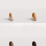 Humano_Posed_2711-008-Dog_01_LOD0_Main_0001_Combine