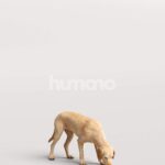 Humano_Posed_2711-008-Dog_01_LOD0_Main_0002