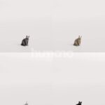 Humano_Posed_2711-011-Cat_01_LOD0_Main_0001_Combine