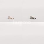 Humano_Posed_2711-012-Cat_01_LOD0_Main_0001_Combine
